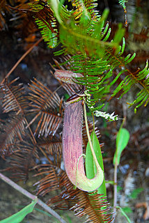 carnivorous pitcher plant