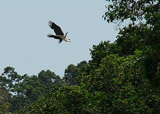 an eagle just about to land on a branch