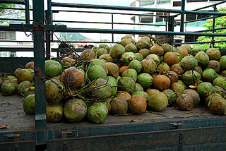 coconuts