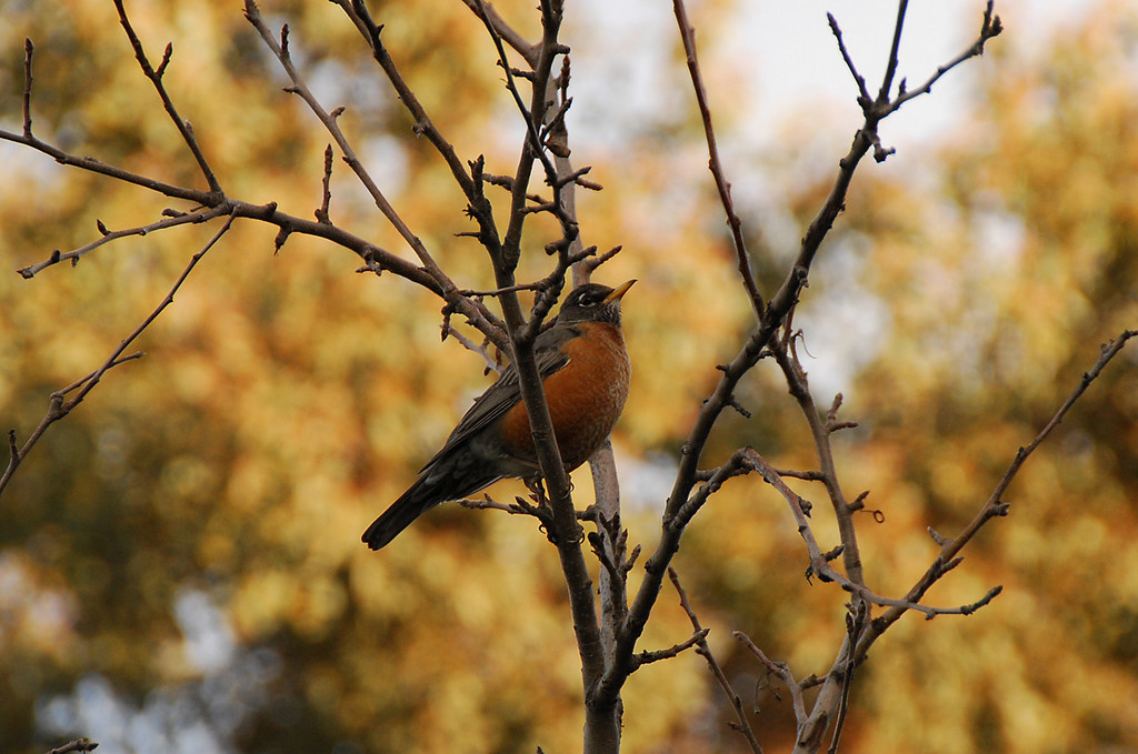 bird in my tree